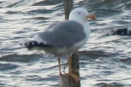 Gaviota Patiamarilla - ML541794891