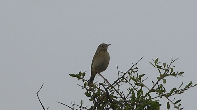 Short-billed Pipit - ML541794921