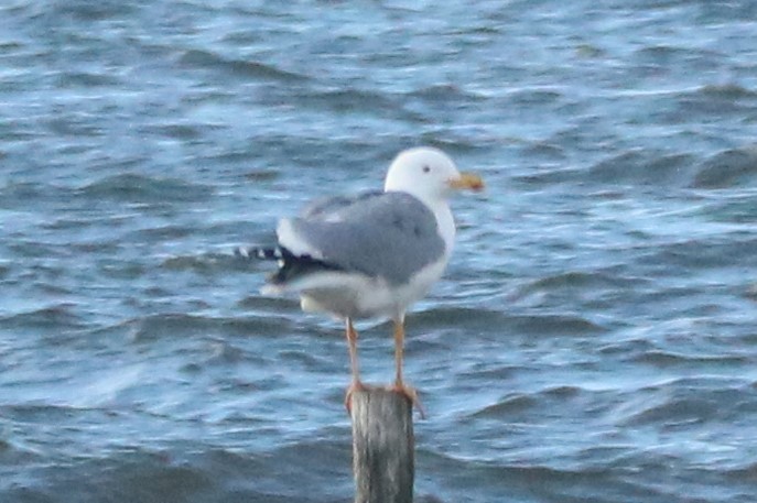 Gaviota Patiamarilla - ML541795651