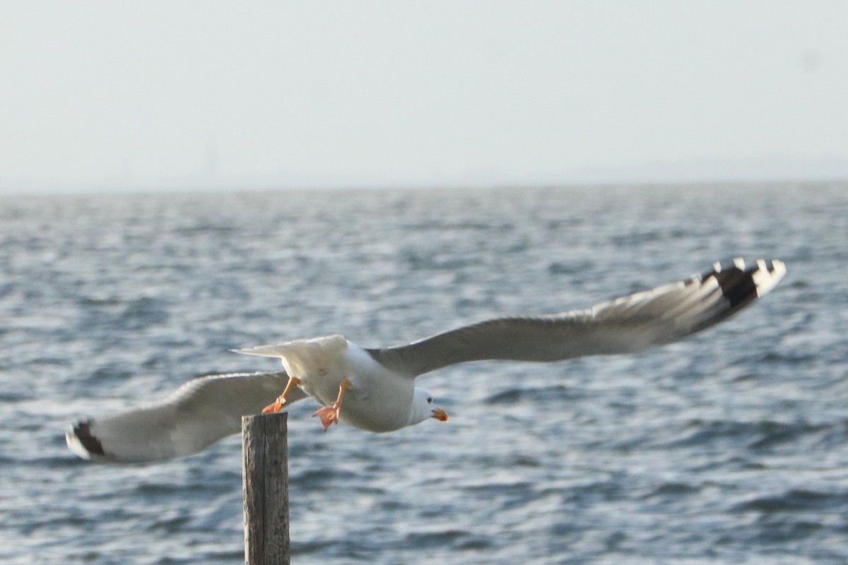 Gaviota Patiamarilla - ML541795661