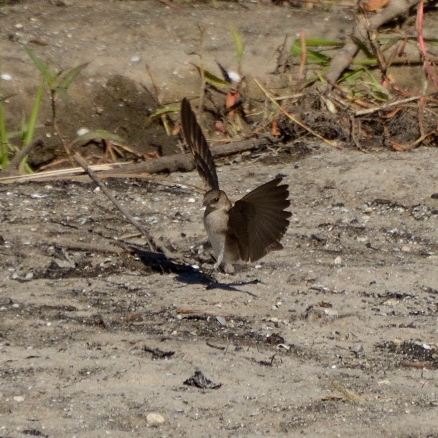 Northern Rough-winged Swallow - ML54179571