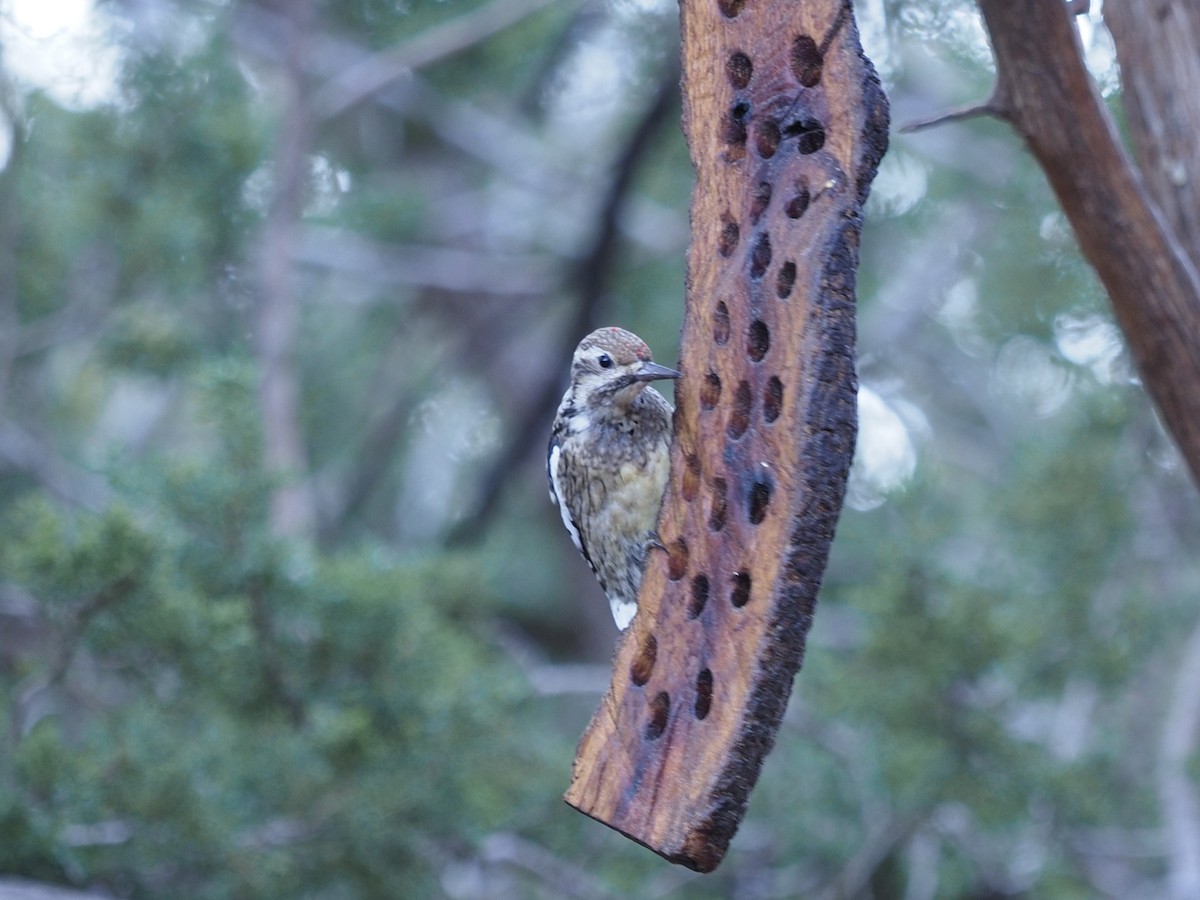 Yellow-bellied Sapsucker - ML541796471