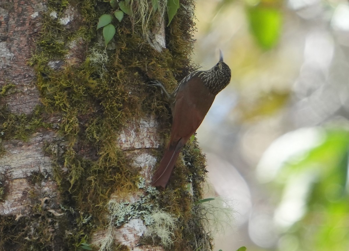 Spot-crowned Woodcreeper - Nevine Jacob