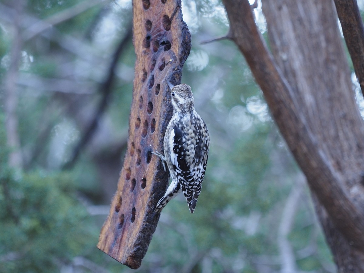 Yellow-bellied Sapsucker - ML541796631