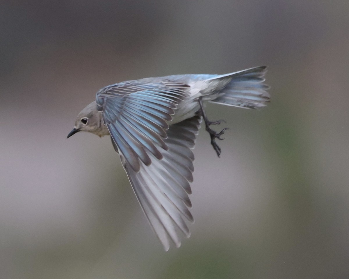 Mountain Bluebird - Sean Buchanan