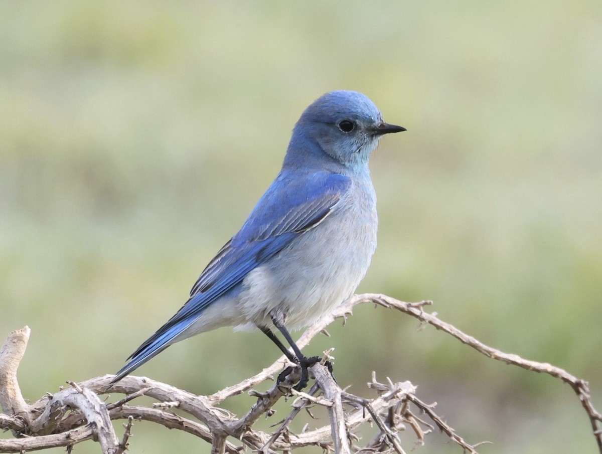 Mountain Bluebird - Sean Buchanan
