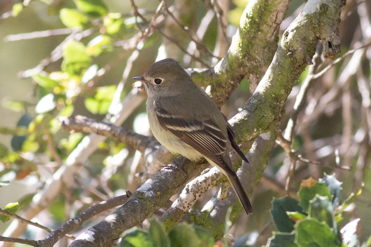 Hammond's Flycatcher - ML541797631