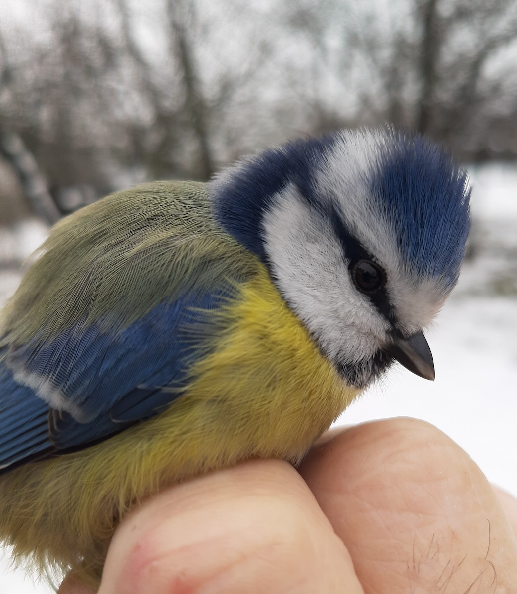 Eurasian Blue Tit - ML541798371