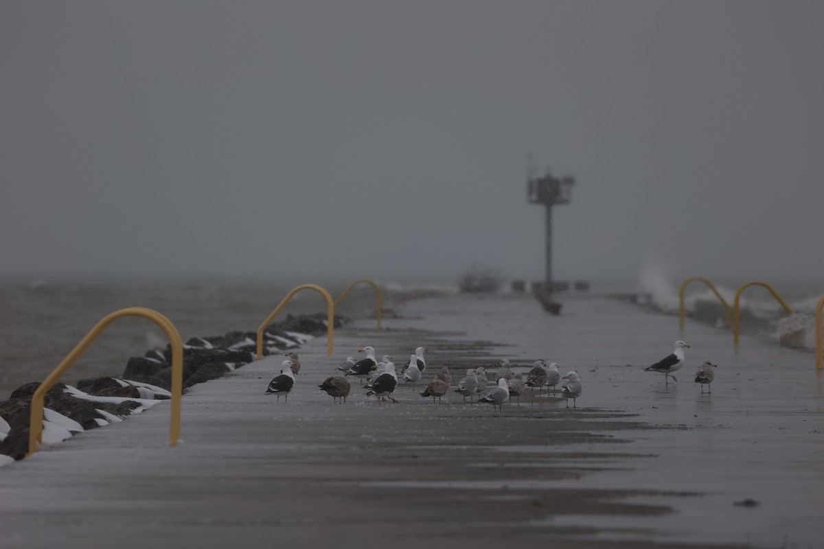 Great Black-backed Gull - ML541798421