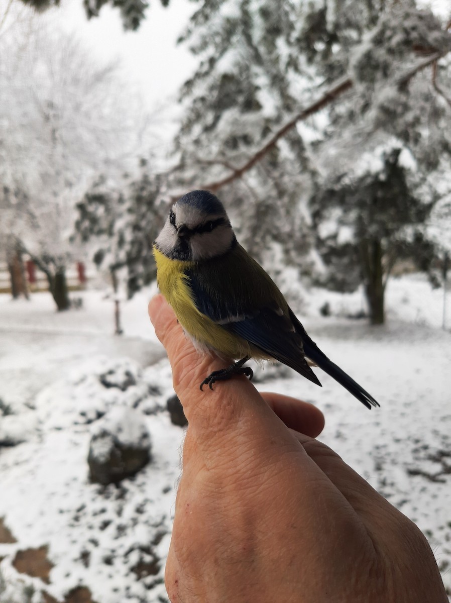 Eurasian Blue Tit - ML541798491