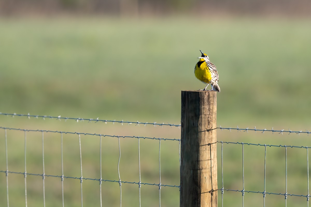 Eastern Meadowlark - ML541798621