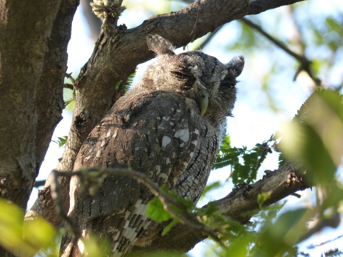 Tropical Screech-Owl - ML541798931