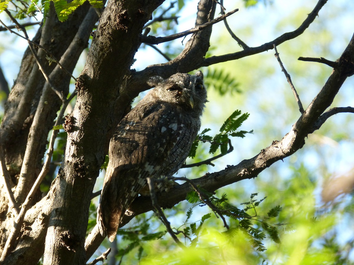 Tropical Screech-Owl - ML541798961