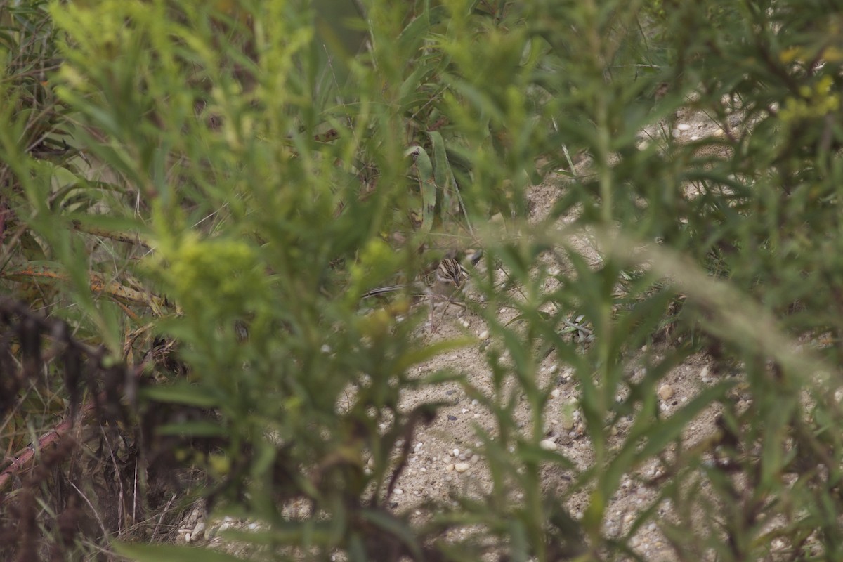 Clay-colored Sparrow - ML541799421