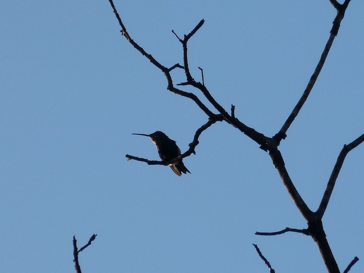 Blue-tufted Starthroat - ML541799451