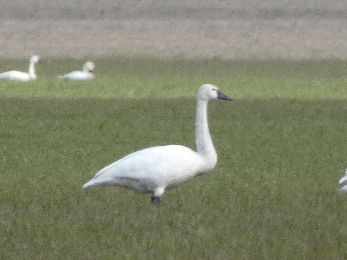 Tundra Swan - ML541799741