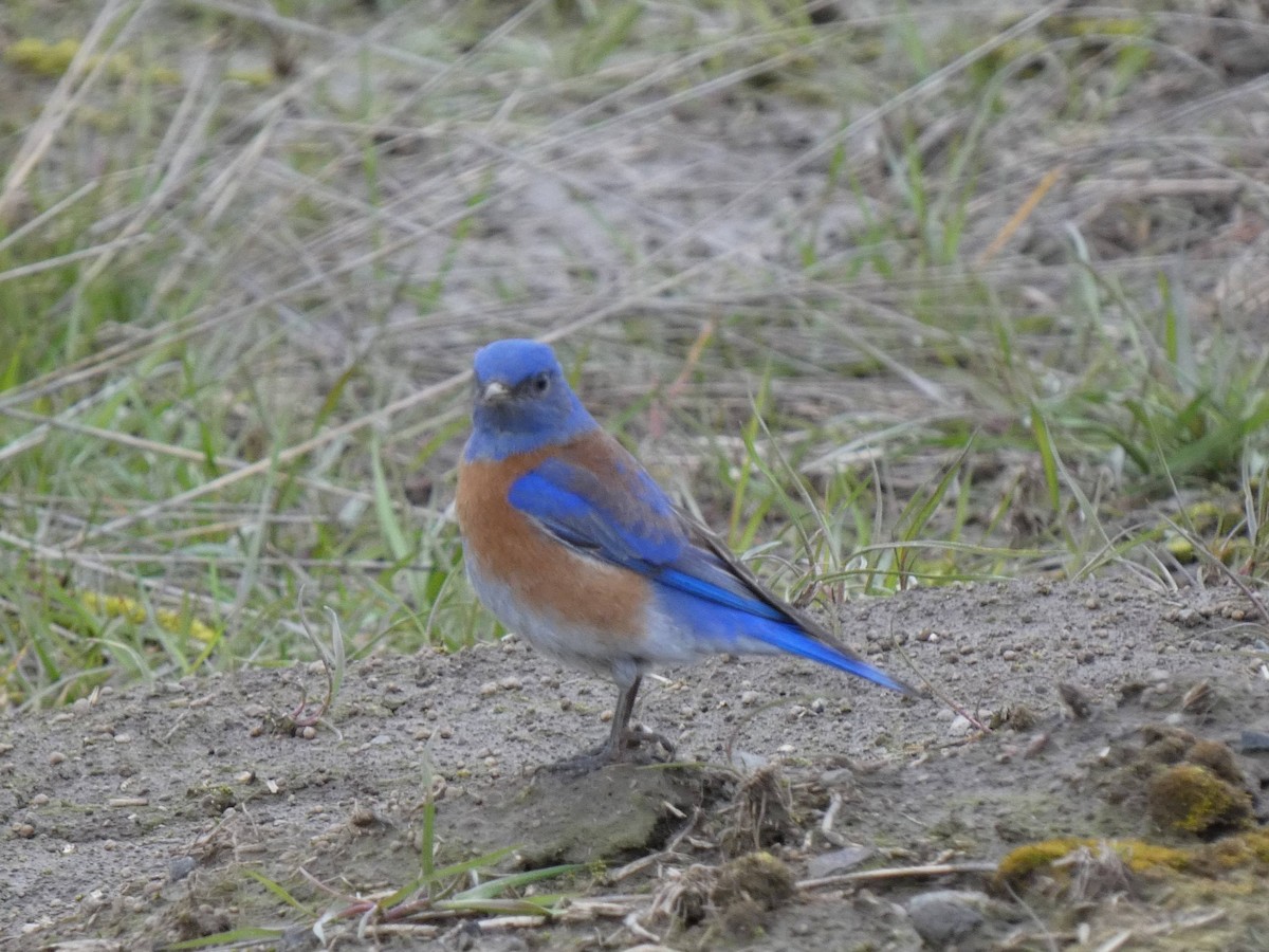 Western Bluebird - ML541799771