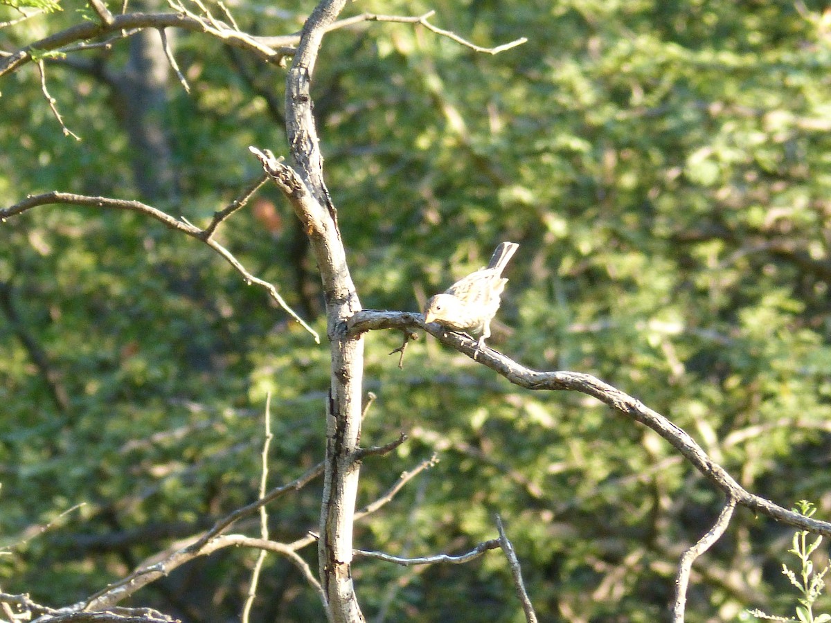 Carbonated Sierra Finch - ML541799911