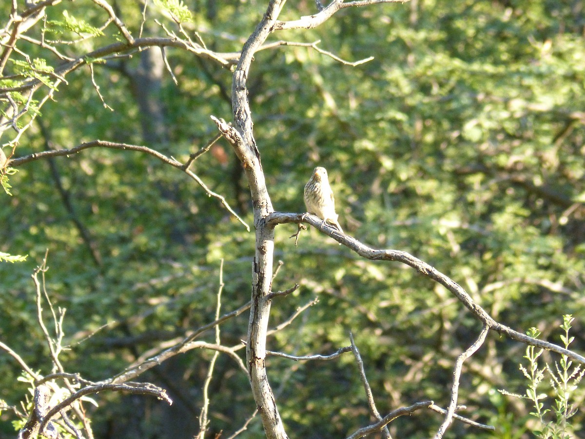 Carbonated Sierra Finch - ML541799921