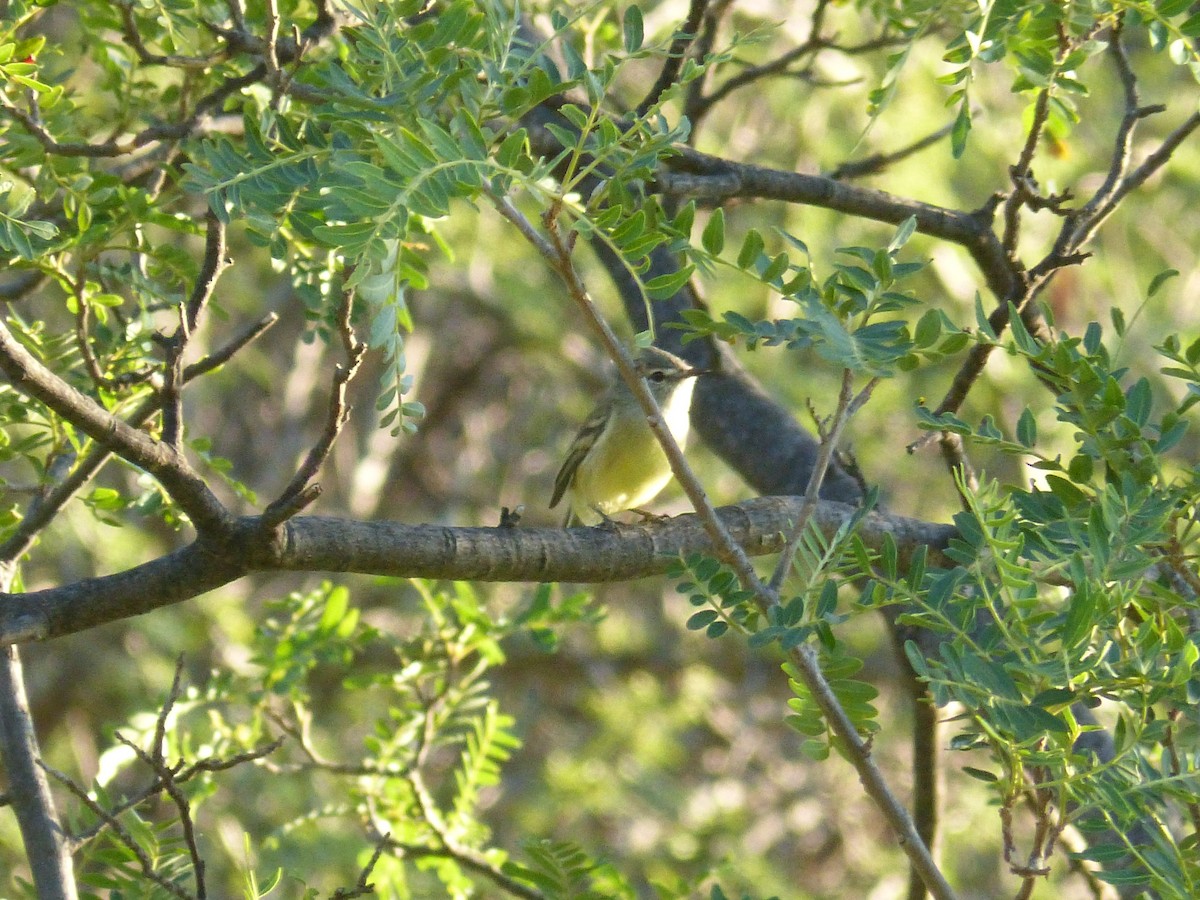 Straneck's Tyrannulet - ML541800011