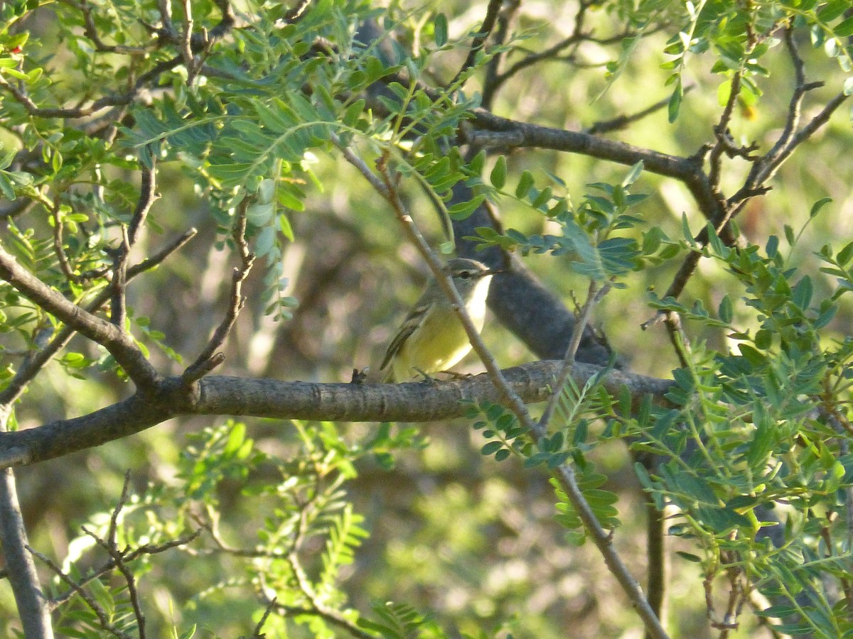 Straneck's Tyrannulet - ML541800021