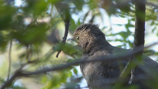 Chiguanco Thrush - ML541800251