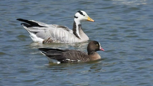 Lesser White-fronted Goose - ML541801071