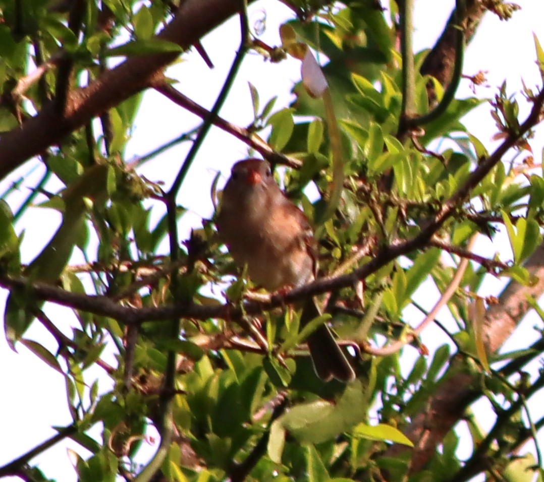 Field Sparrow - ML541801361