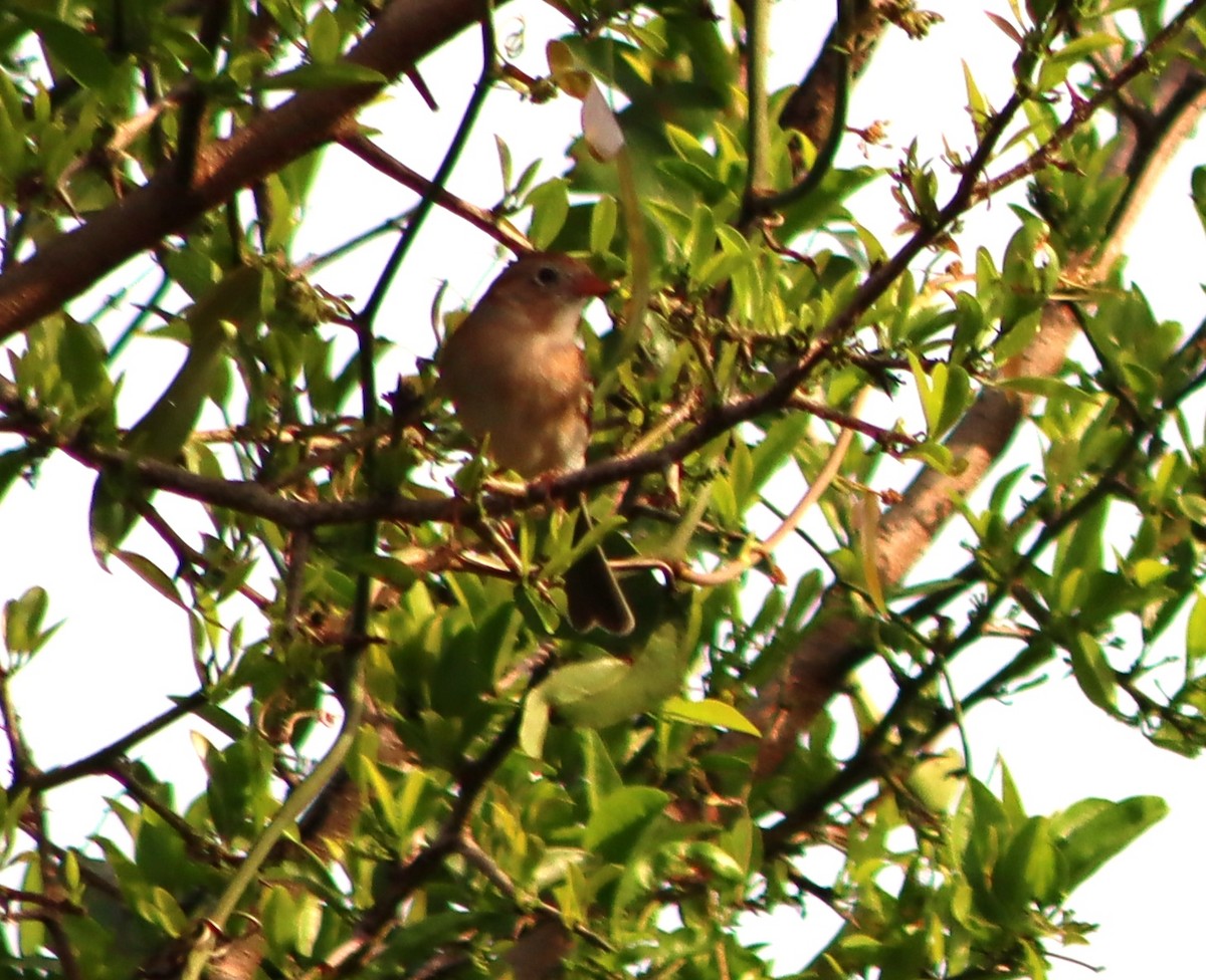 Field Sparrow - ML541801381