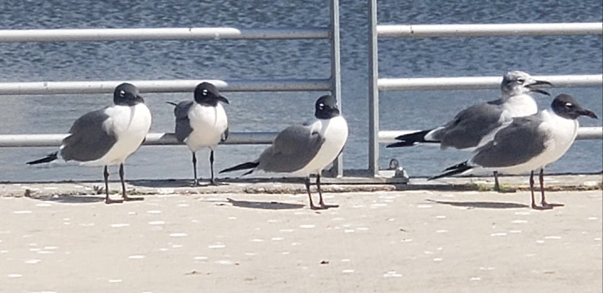 Laughing Gull - ML541801841