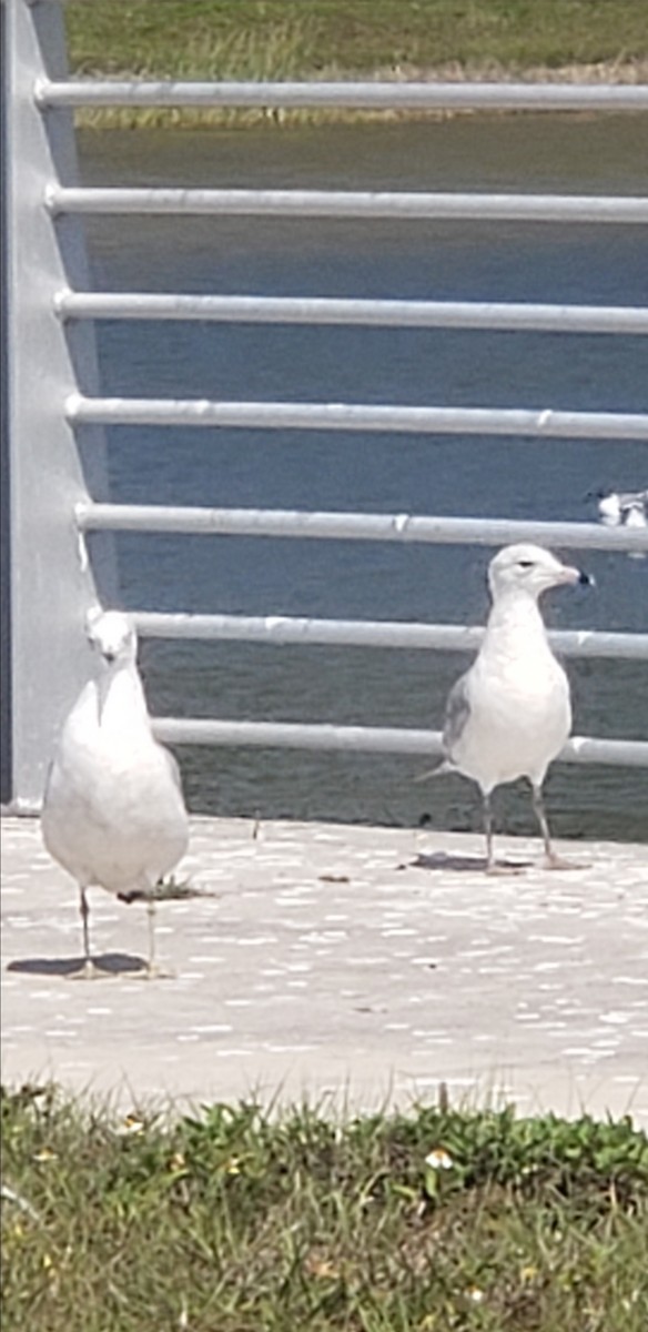 Ring-billed Gull - ML541801911