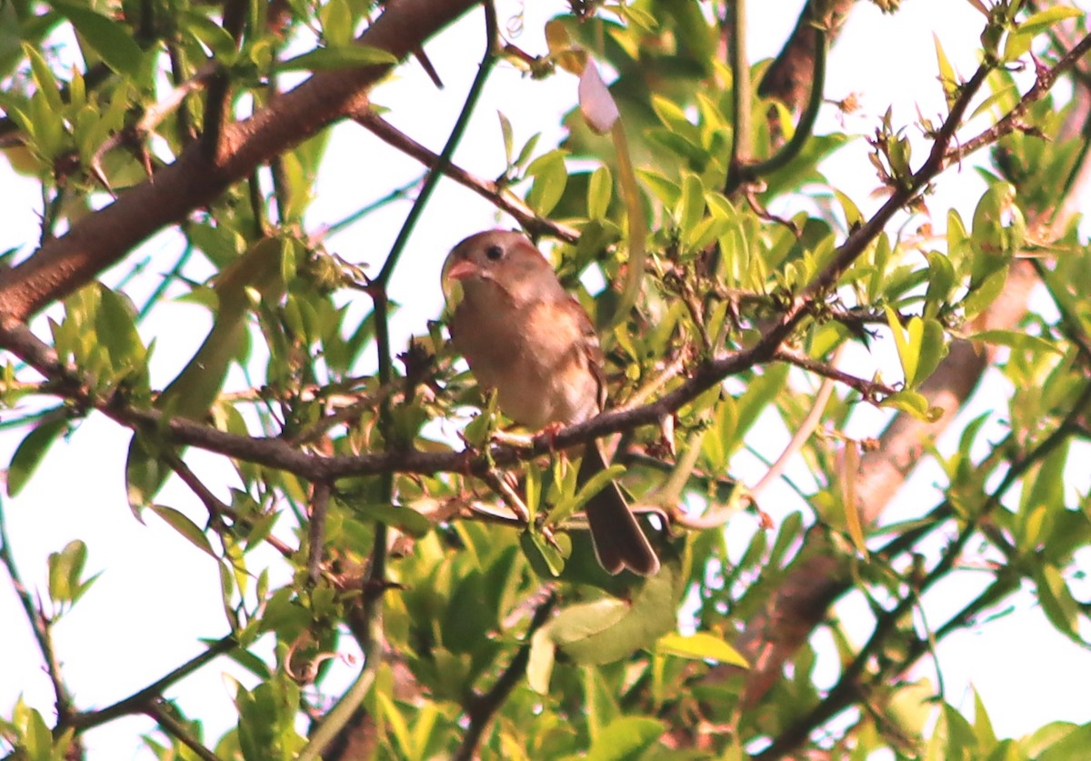 Field Sparrow - ML541802761