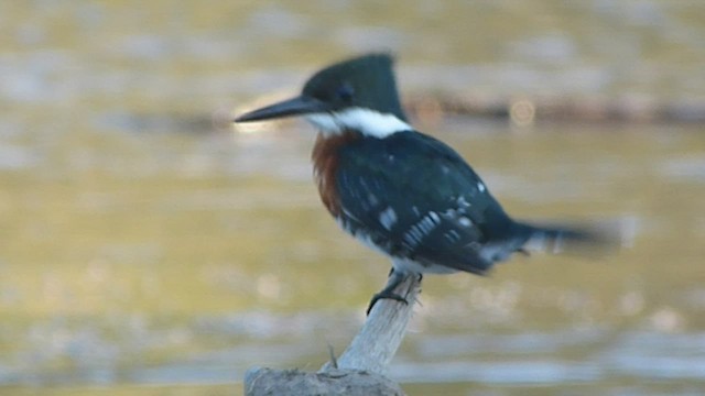 Green Kingfisher - ML541802811