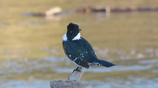 Martin-pêcheur vert - ML541802841