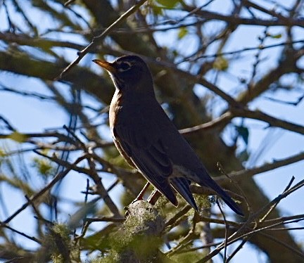 American Robin - Dean Silvers