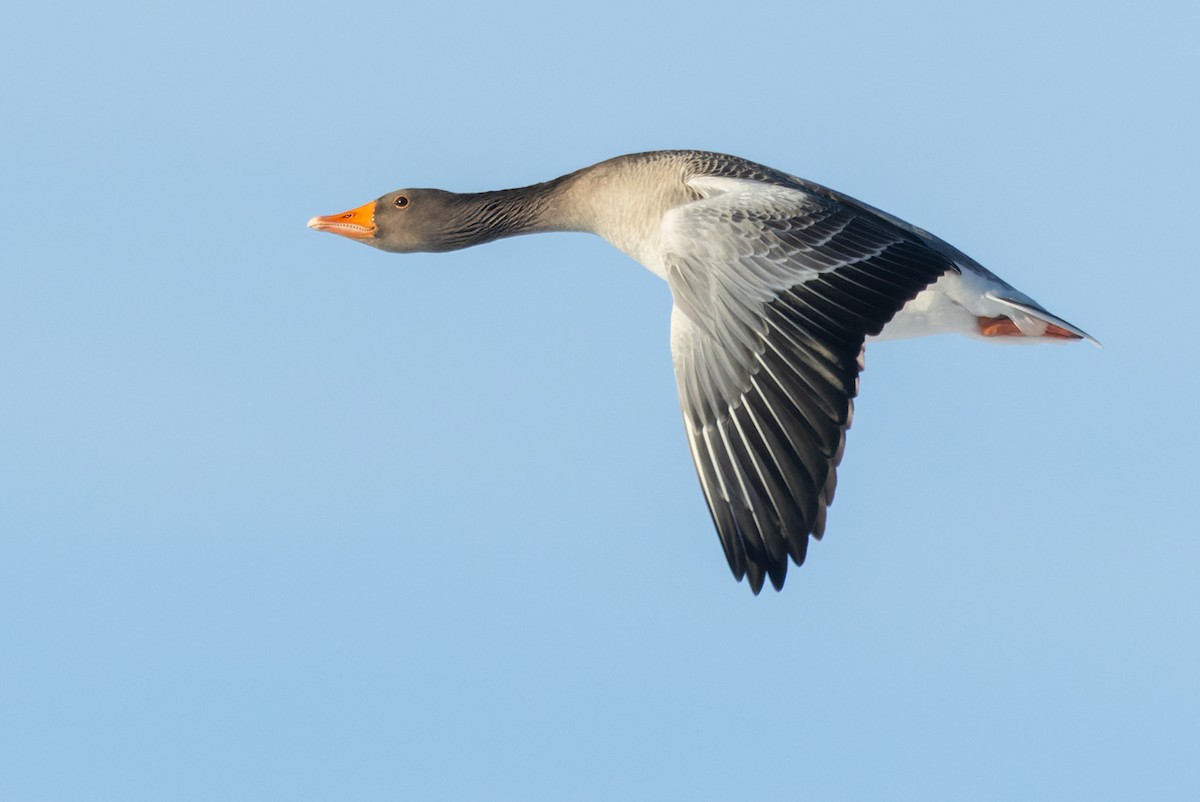Graylag Goose (European) - ML541804371