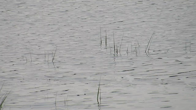 Red-breasted Merganser - ML541805831