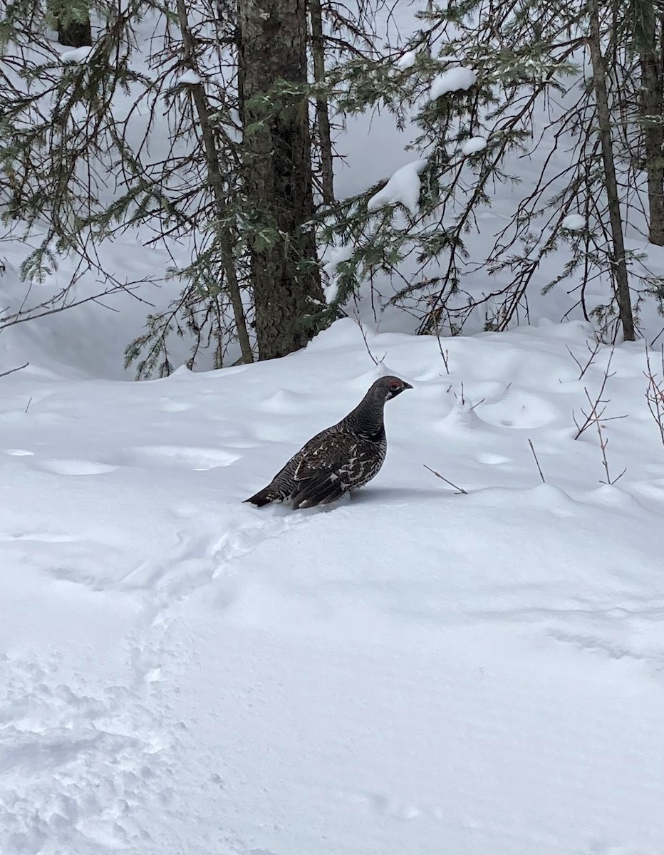 Spruce Grouse - ML541806161