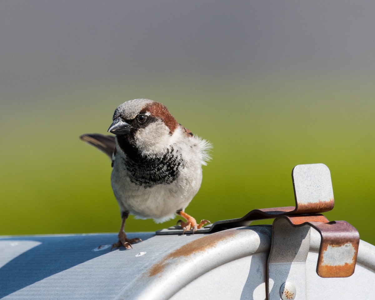 House Sparrow - ML54180631