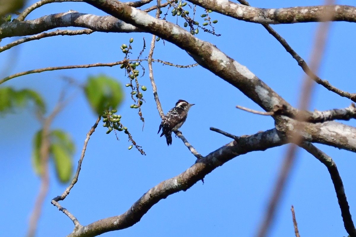 Brown-capped Pygmy Woodpecker - ML541807041