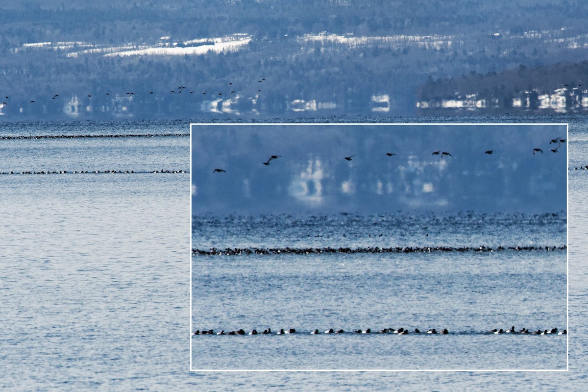 Greater/Lesser Scaup - David Hoag