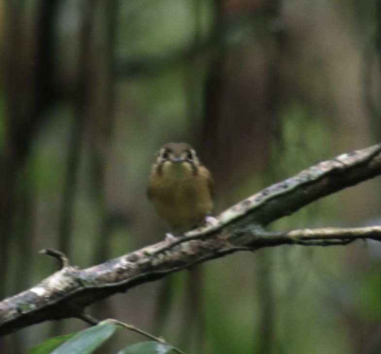 White-throated Spadebill - ML541807791