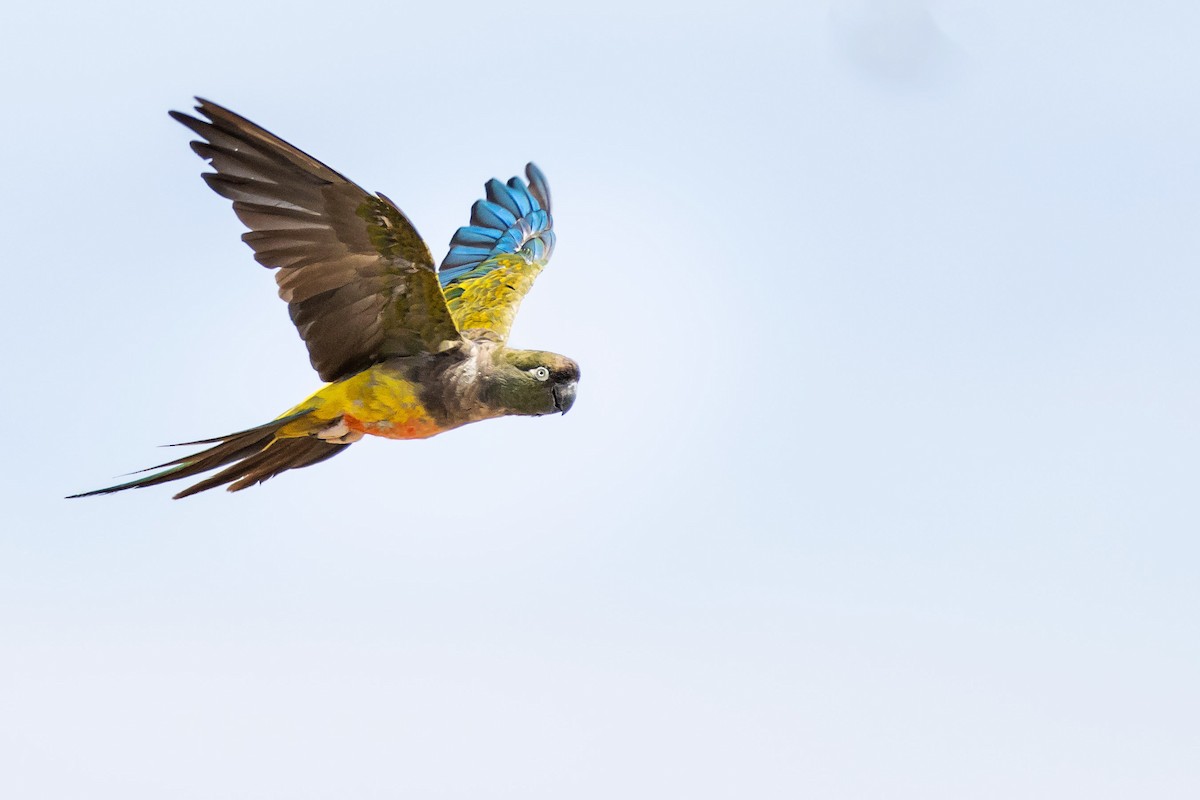 Burrowing Parakeet - ML541807991