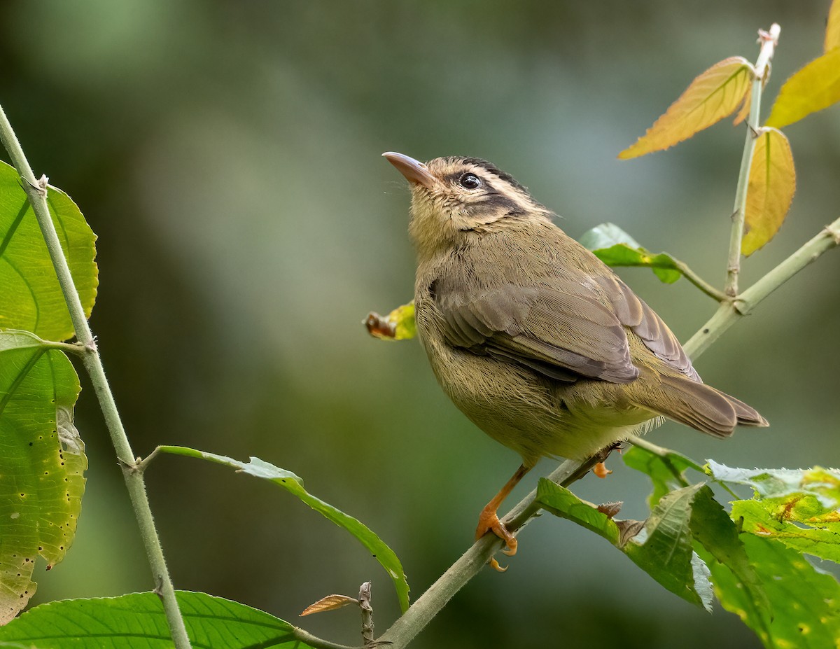 Three-striped Warbler - ML541808321