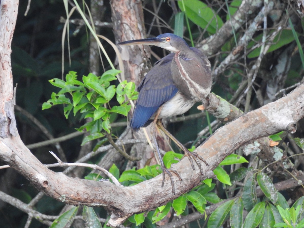 Agami Heron - ML541809241