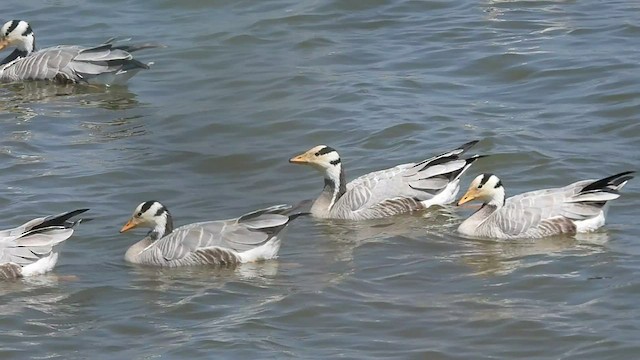 Bar-headed Goose - ML541810041