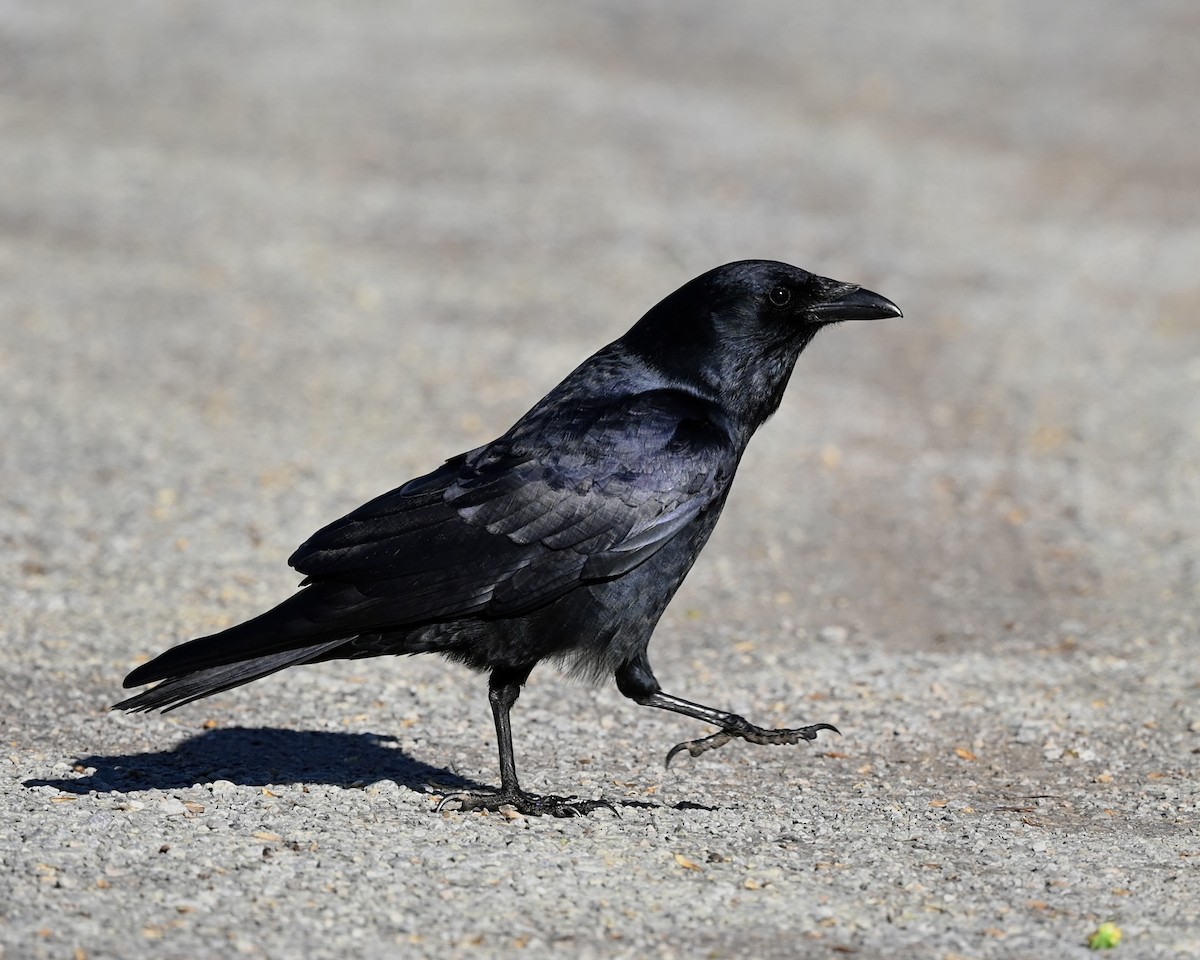 American Crow - ML541810151