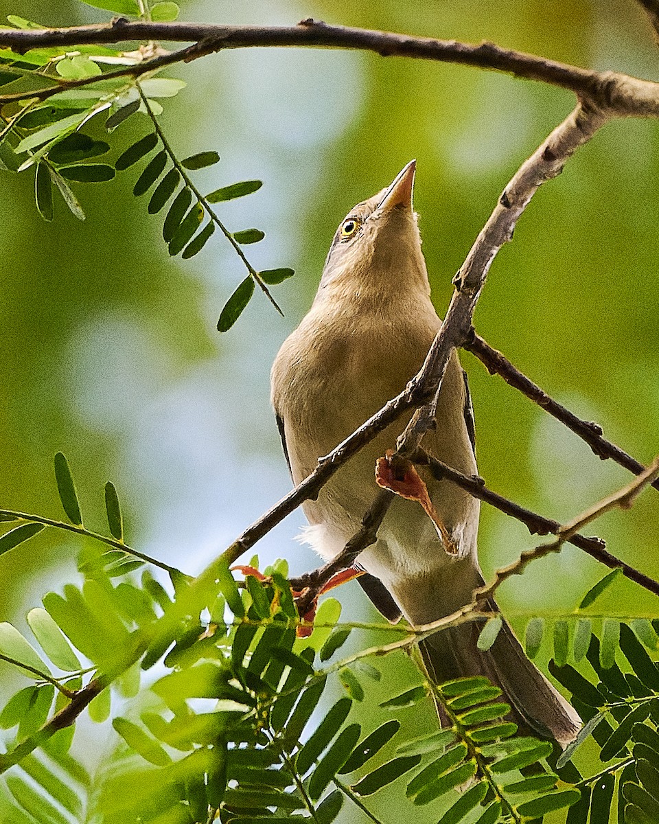 Hooded Tanager - ML541810821