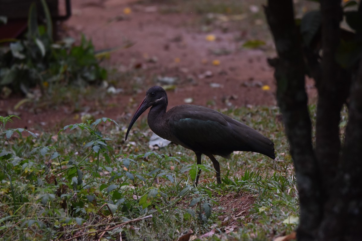 Ibis Hadada - ML541810871