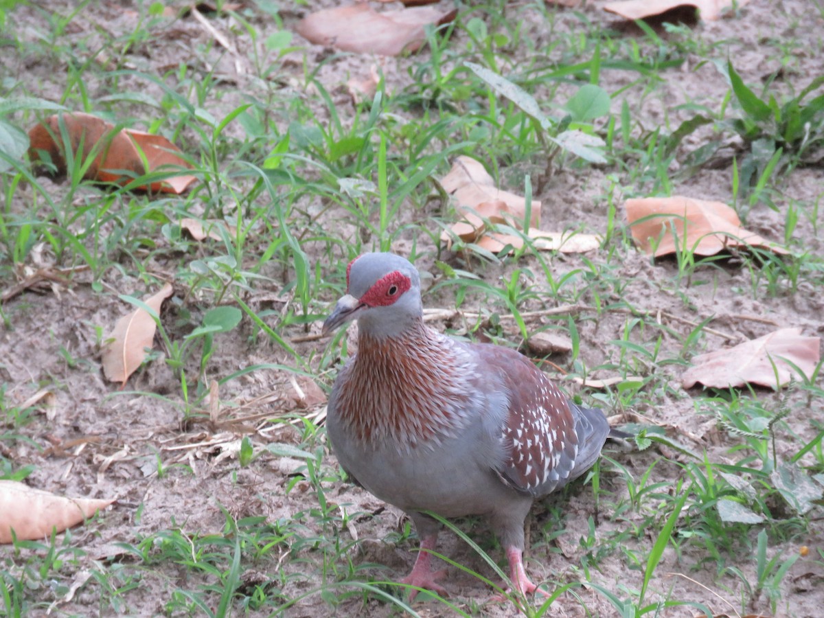Speckled Pigeon - ML541811041